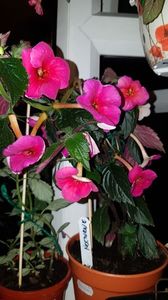IMG-20190828-WA0101