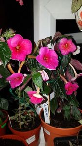 IMG-20190828-WA0103