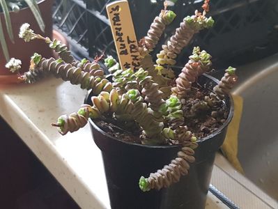 Crassula rupestris "Hottentot"