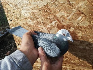 Femela 2019; Stropita cu capul alb
