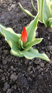 tulipa unicum