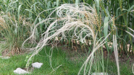 stipa tenuissima