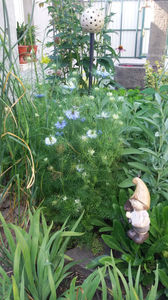 nigella sativa(chimen negru)