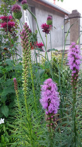 liatris spicata