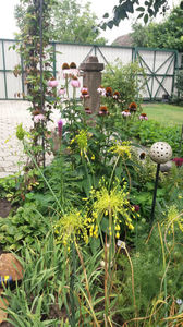 allium flavum