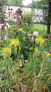 allium flavum
