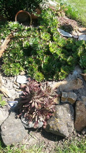 sempervivum mix