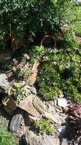 sempervivum mix