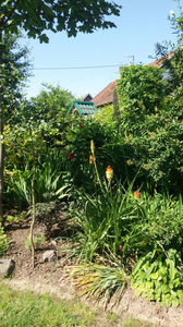 kniphofia uvaria