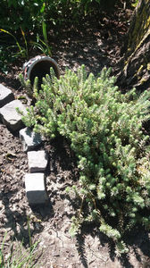 sedum reflexum(sedum rupestre)