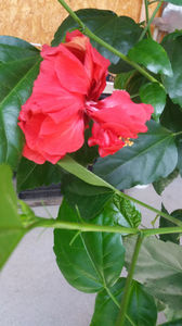 hibiscus rosa sinensis