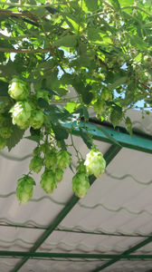humulus lupulus(hamei)