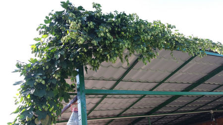 humulus lupulus