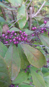 callicarpa bodinieri