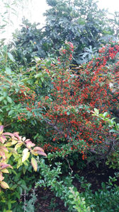 pyracantha coccinea red