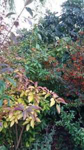 pyracantha coccinea red