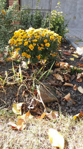 chrysanthemum hybr.