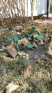 opuntia hybrid