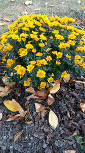 chrysanthemum hybr.