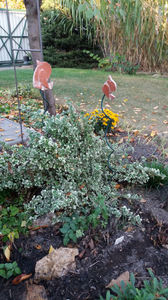 euonymus japonica variegata