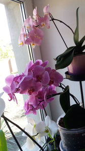 ; Orhideea pink inchis (ea se numeste Mesmerize-de la mine putere)are o singura tija(nu mai multe laolalta). O ador pentru cat de abundent infloreste.

