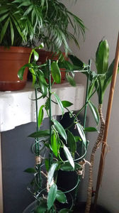 vanilia planifolia