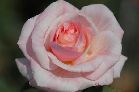 rose-Billet doux