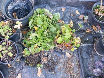 geum