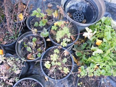 anemone si geranium