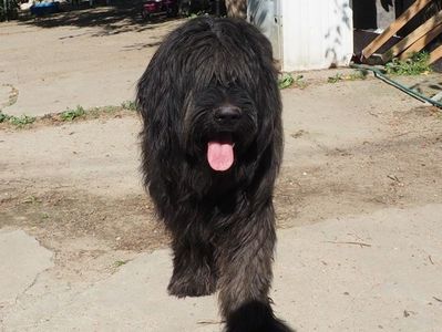 ciobanesc de Brie Briard; Neville 11.2019
