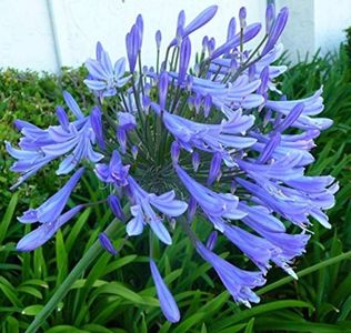 agapanthus 15