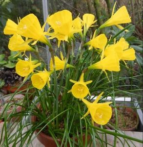 Narcissus_Golden_Bells_8
