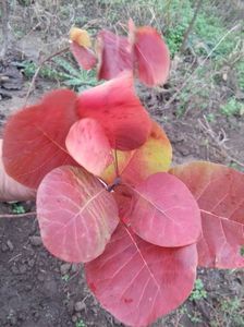 ; Cercis canadencis Forest Pansy
