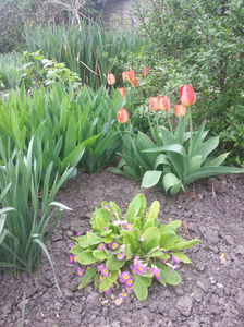 tulipa candy/primula hybr.