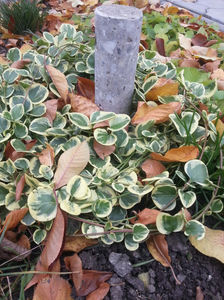 vinca major variegata