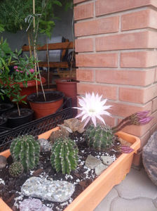 echinopsis hybr.