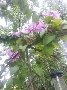 clematis rosea hybr.