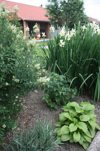 ligustrum vulgare - iris siberica alba