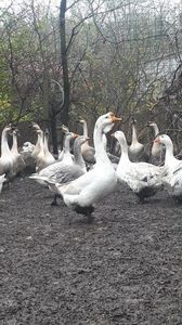 VideoCapture_20191121-000000