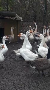 VideoCapture_20191120-235832