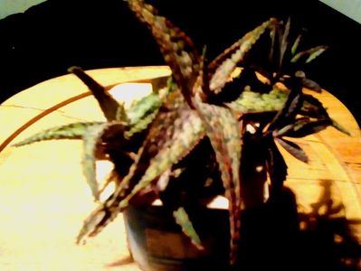 Aloe cv Coco
