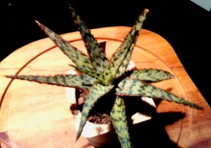 Aloe cv Nanomit