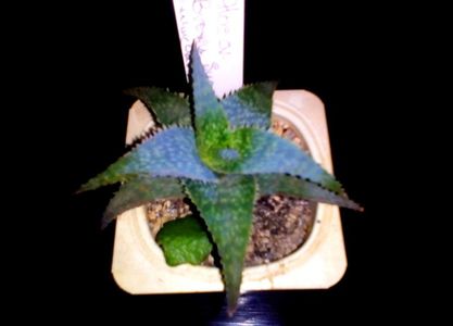 Aloe cv Brown Sugar1