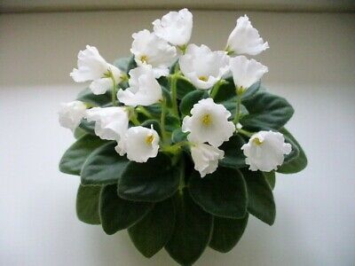 RS African Violets Alan-s White Feather / poza net