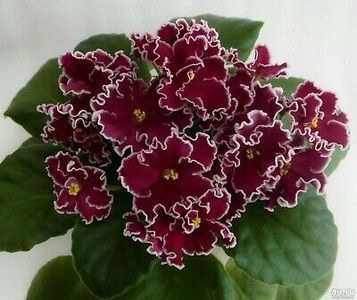 RS African Violets Dance of Fire / poza net