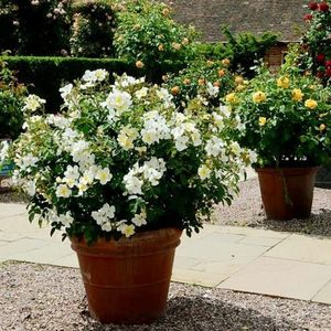 kew-gardens-light-pot