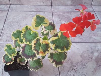 Contrast-inflorita acum