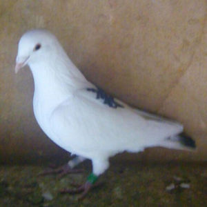 Femela-18-073