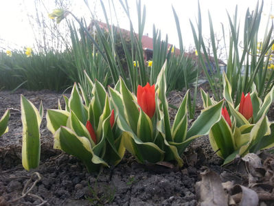 tulipa unicum