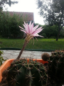 echinopsis hybr.